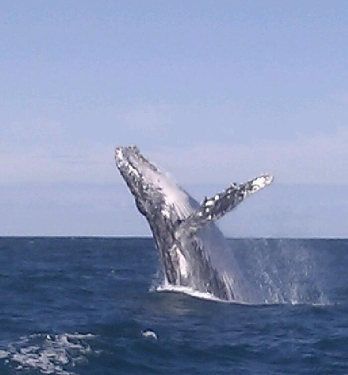 Whale Breching